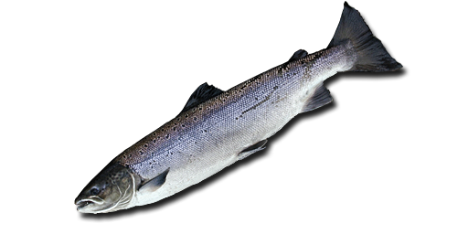 Binnenlachs