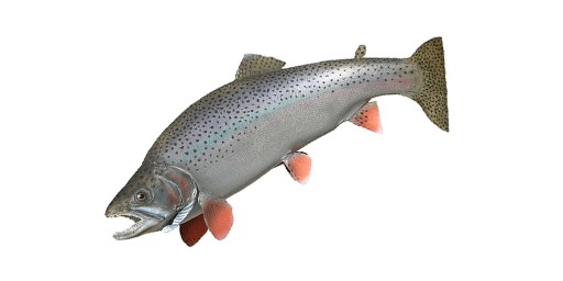 Eisforelle