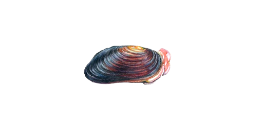 Muschel