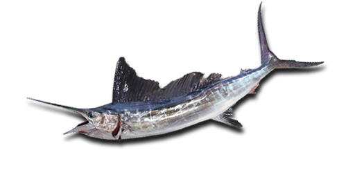 Blauer Marlin