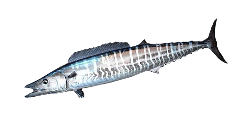 Wahoo