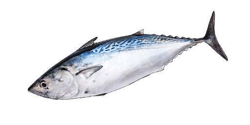 Atlantischer Bonito