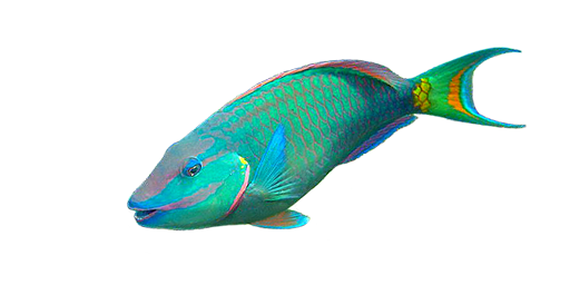Papageifisch