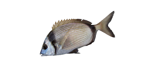 Geißbrasse