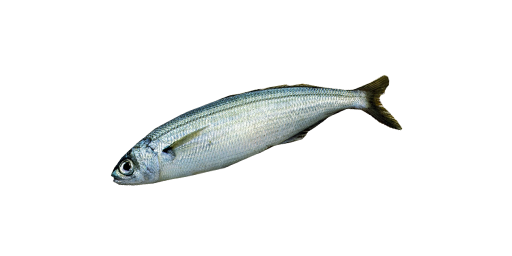 Gelbstriemenbrasse