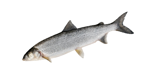 Fera
