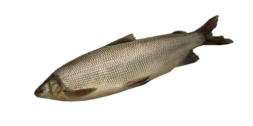 Muksun