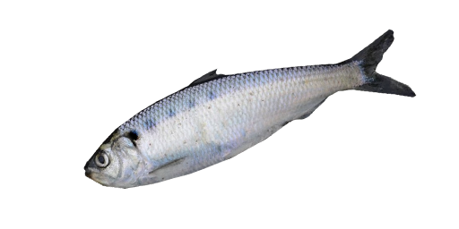 Großäugiger Maifisch