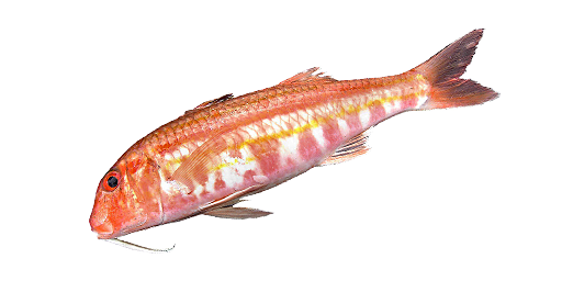 Rotbarbe