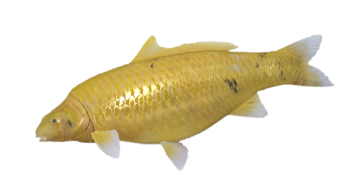 Koi Kigoi