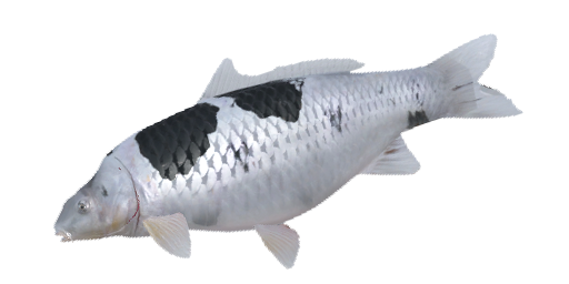 Koi Shiro