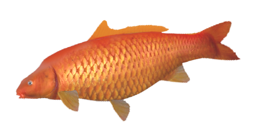 Koi Benigoi