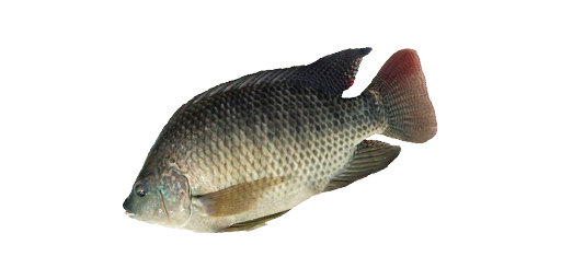Blaue Tilapia