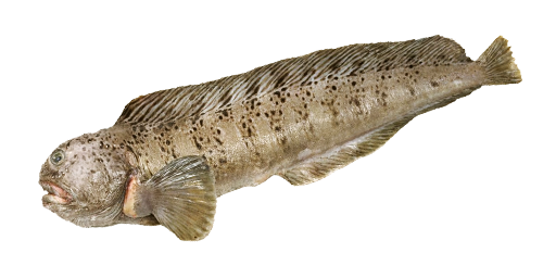 Gefleckter Seewolf