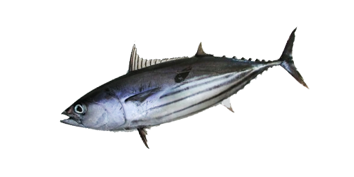 Echter Bonito