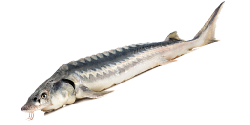 Beluga-Stör