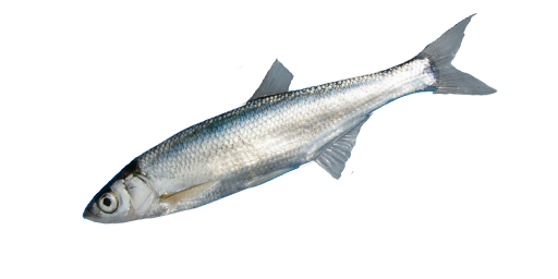 Seelaube