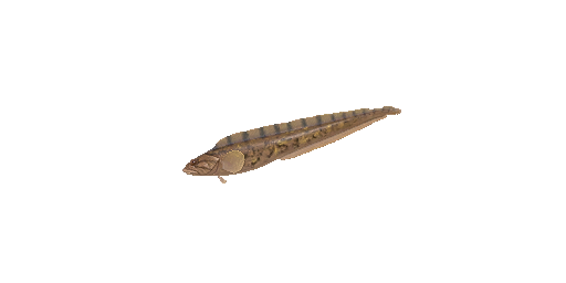 Aalmutter