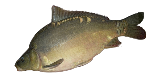 Gerippter Karpfen