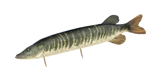 Aquitanischer Hecht