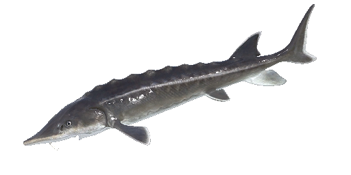 Adriastör