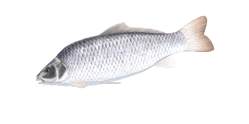 Weißer Karpfen