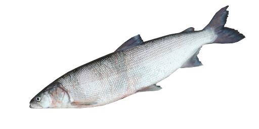 Weißlachs