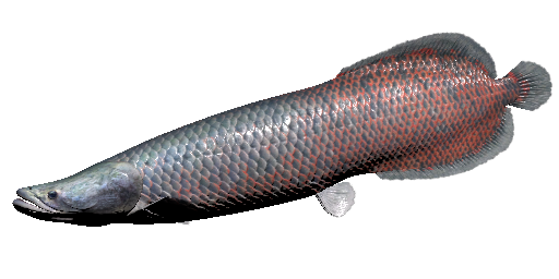 Arapaima