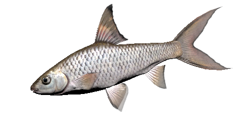 Saugbarbe