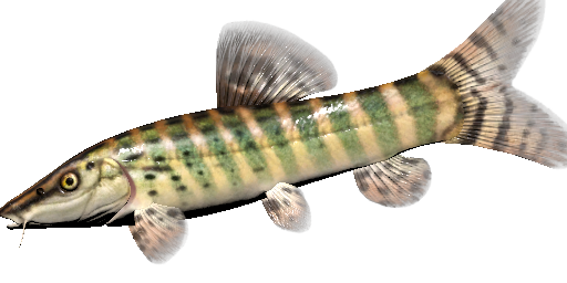Leopardschmerle