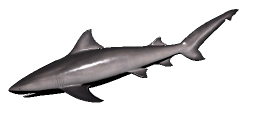Bullenhai