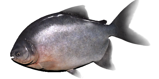 Schwarzer Pacu