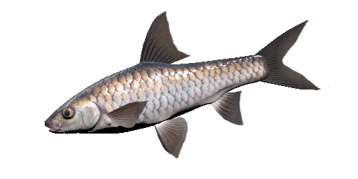 Kupfer-Mahseer