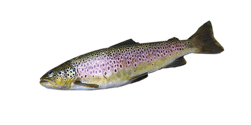 Teichforelle