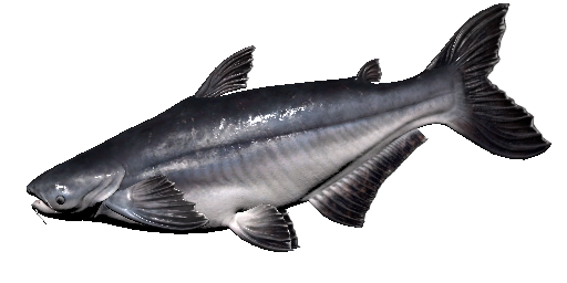 Pangasius