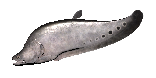 Tausenddollarfisch