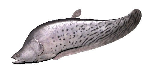 Gestreifter Clown-Messerfisch