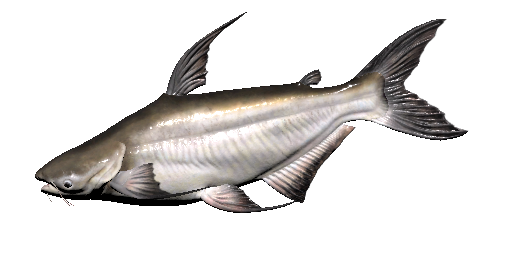 Thaishark