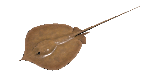 Laos-Stechrochen