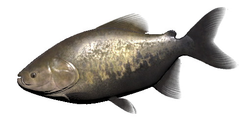Schwarzer Pacu