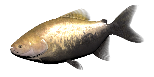 Riesenpacu