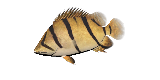Indonesischer Tigerbarsch