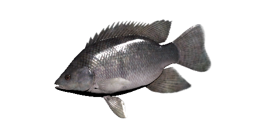 Blaue-Tilapia