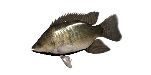 Nil-Tilapia