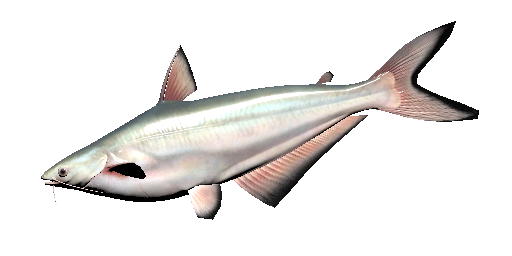 Pangasius