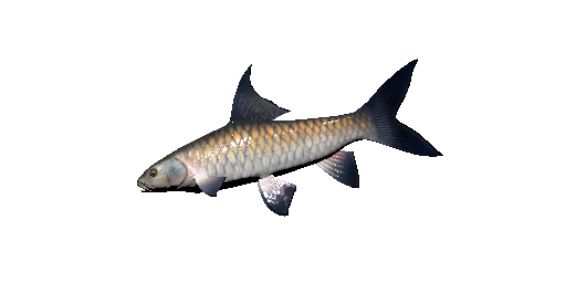 Blauer-Mahseer