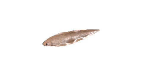 Silber-Hundszunge
