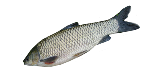 Graskarpfen