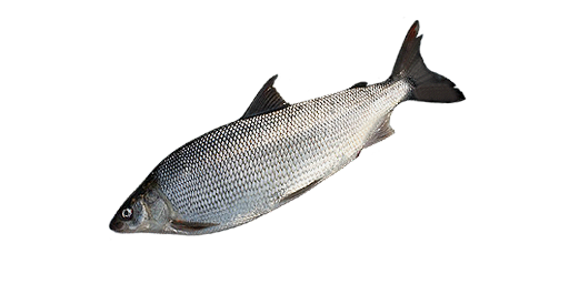Peledmaräne