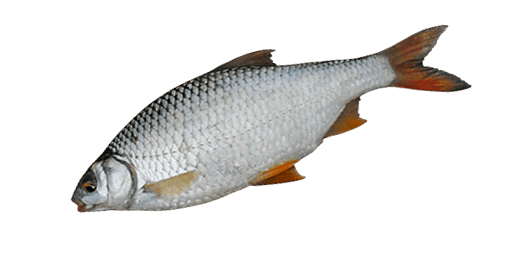 Rotauge